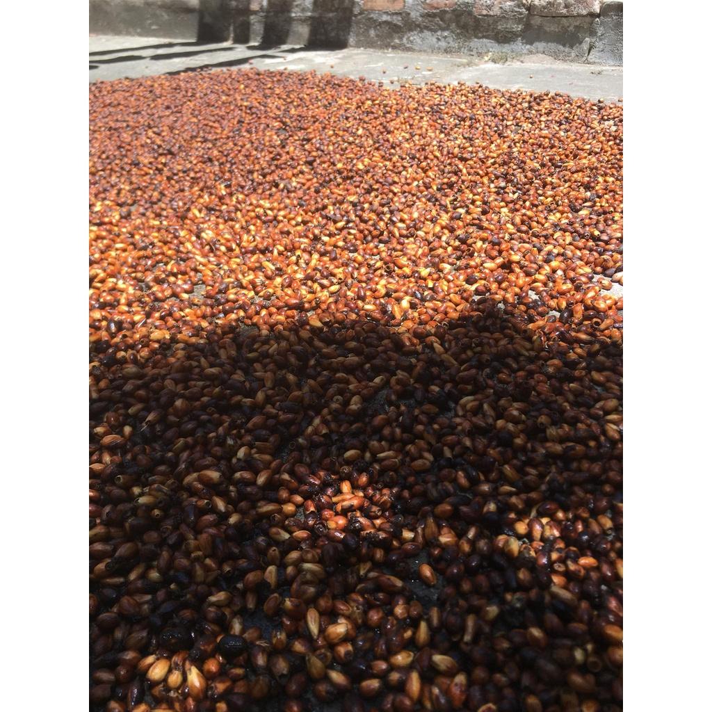 1kg Hạt giống lõi thọ