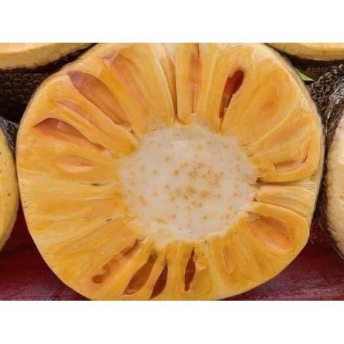 Cây giống mít thái siêu sớm
