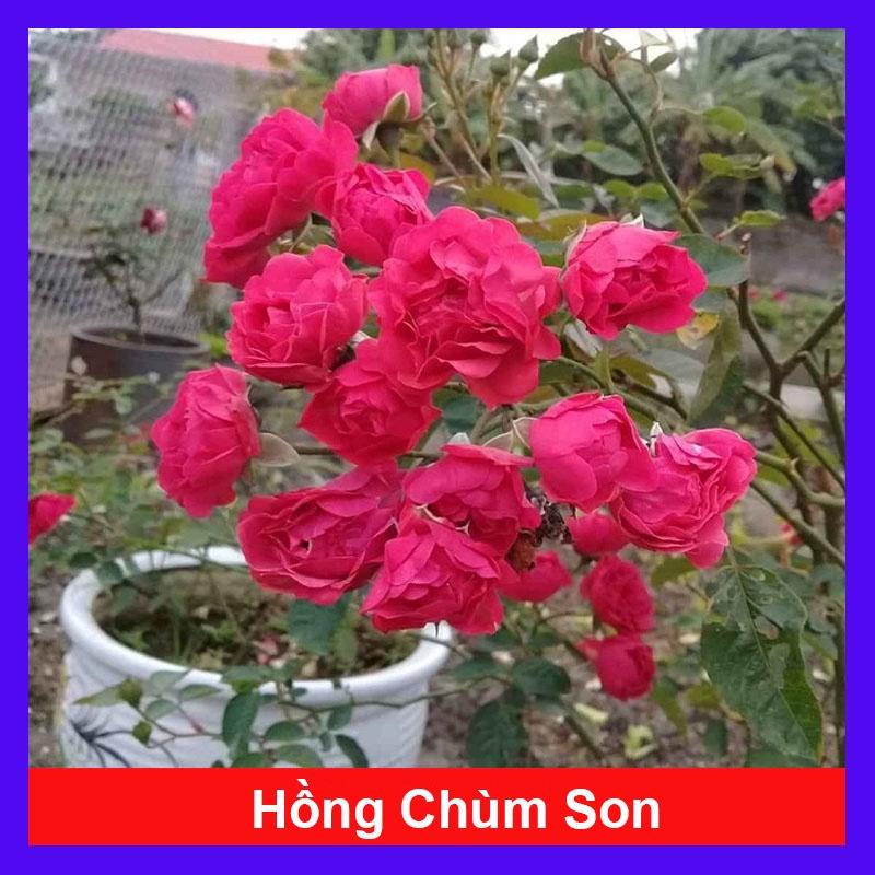 Cây Hoa Hồng Chùm Son - cây cảnh để bàn + tặng phân bón