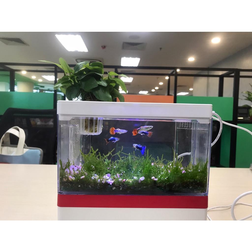 Bể Cá Mini FISH TANK Để Bàn Làm Việc Đa Chức Năng Hồ Thủy Sinh M9