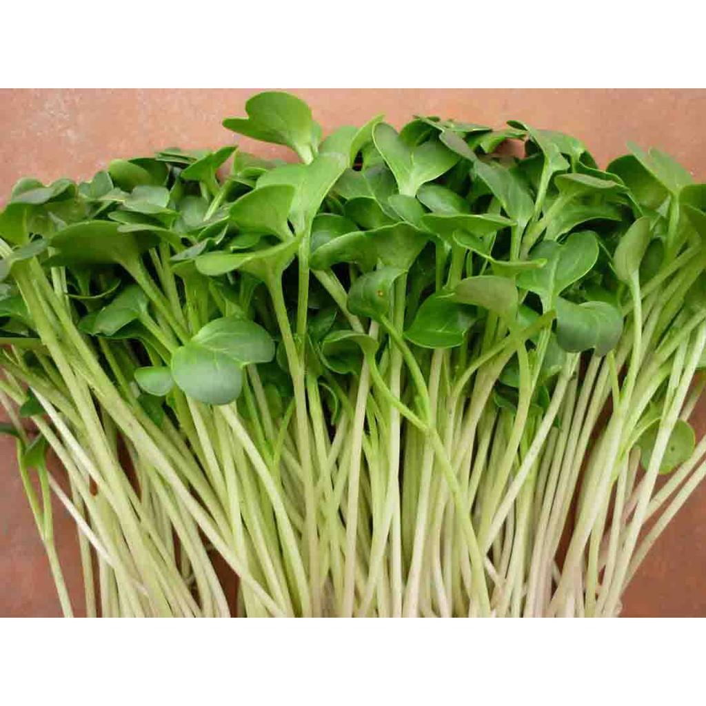 Hạt Giống Rau Mầm Cải Ngọt - gói 100g