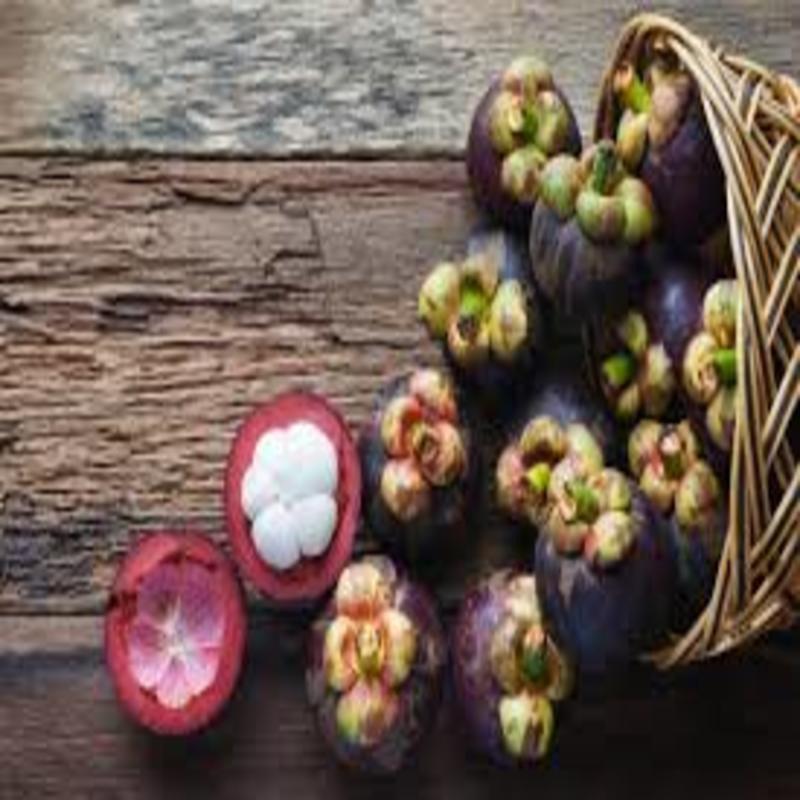 CÂY GIỐNG MĂNG CỤT NHIỆT ĐỚI
