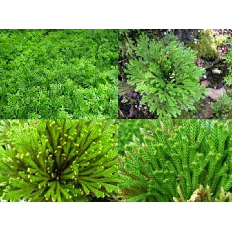 CHUẨN - 05 Cây Trường Sinh Thảo Làm Tiêur Cảnh