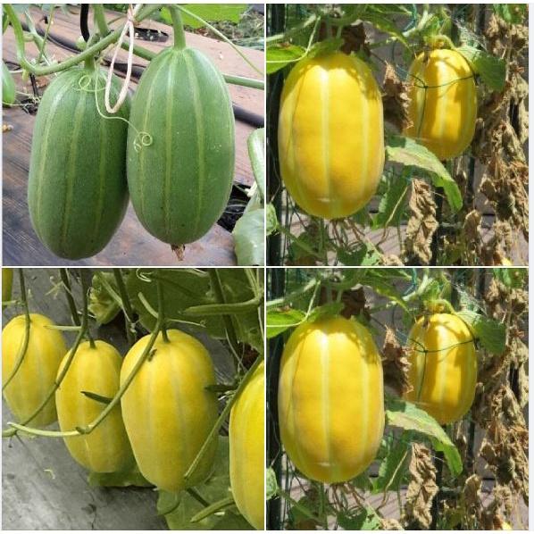 Combo 5 gói hạt giống dưa các loại dễ trồng-gói 10 hạt - tặng 1 phân bón lót