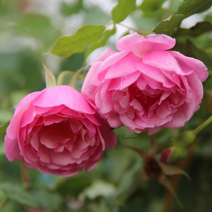combo 2 CÂY GIỐNG Hoa hồng điều CỔ– giống hoa hồng truyền thống quý hiếm của Việt Nam