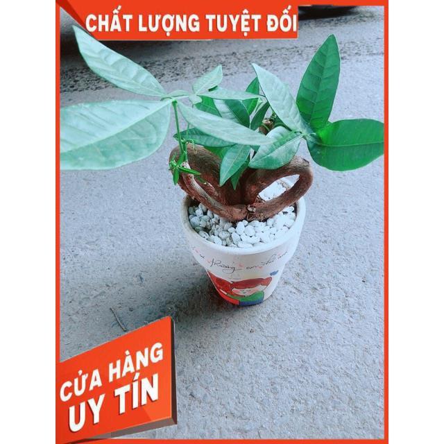 Chậu Kim Ngân Nơ