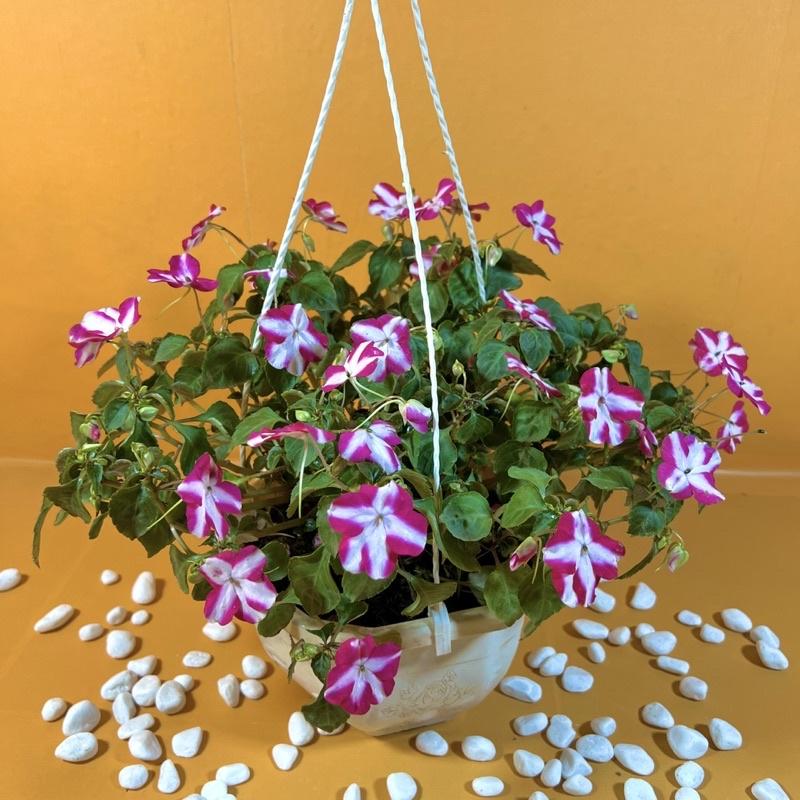 Chậu hoa ngọc thảo treo siêu hoa nhiều màu rực rỡ trang trí ban công, sân vườn dịp Tết