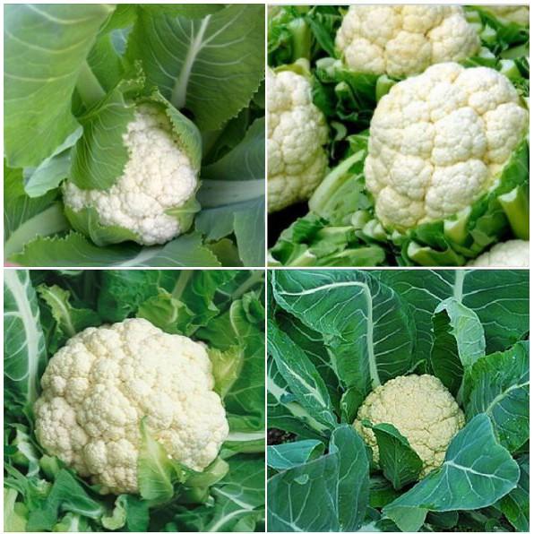 Hạt giống Súp lơ trắng – 0.2Gram/Gói