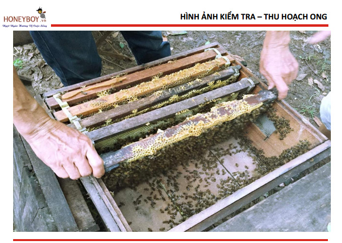 Mật ong 5 sạch Honeyboy 1KG