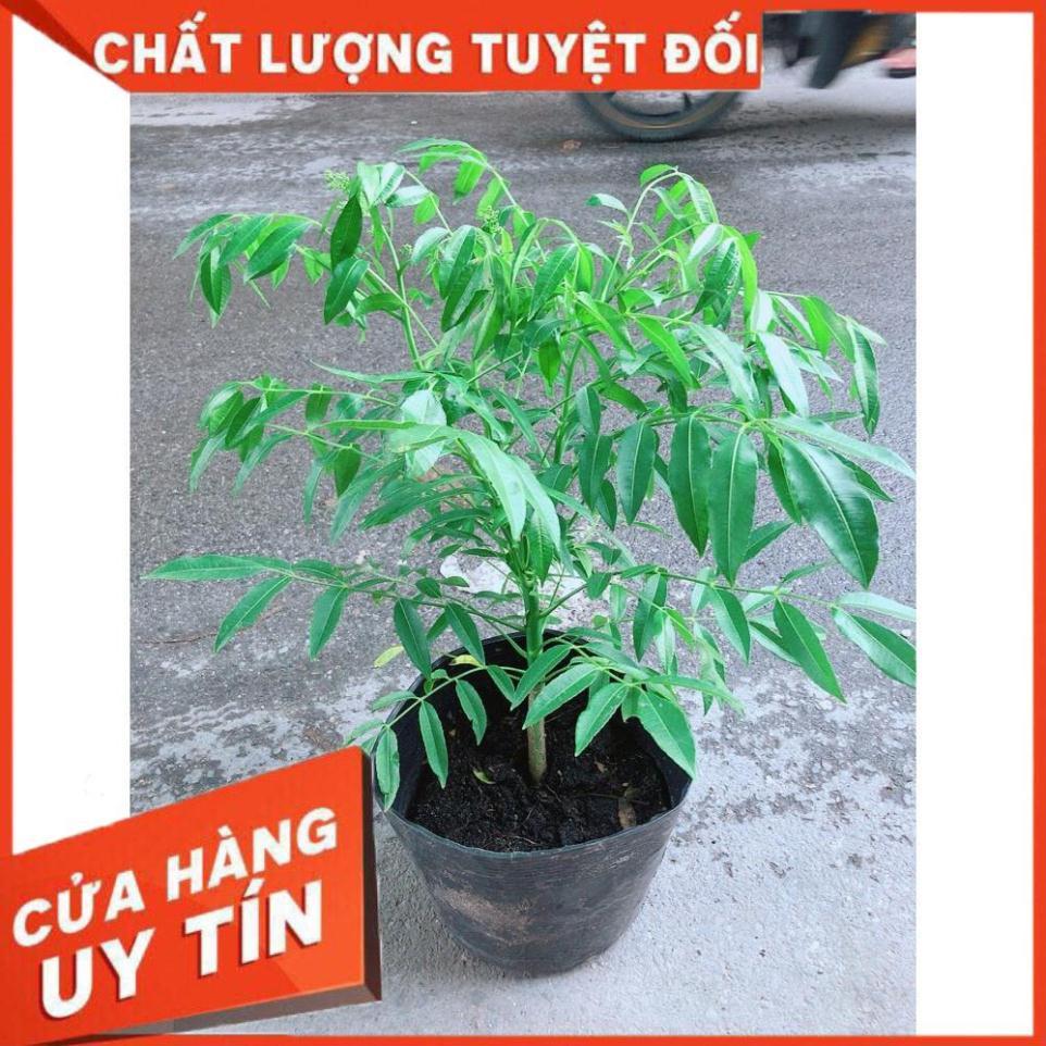 Cây Cóc Cây To Khỏe Dễ Sống