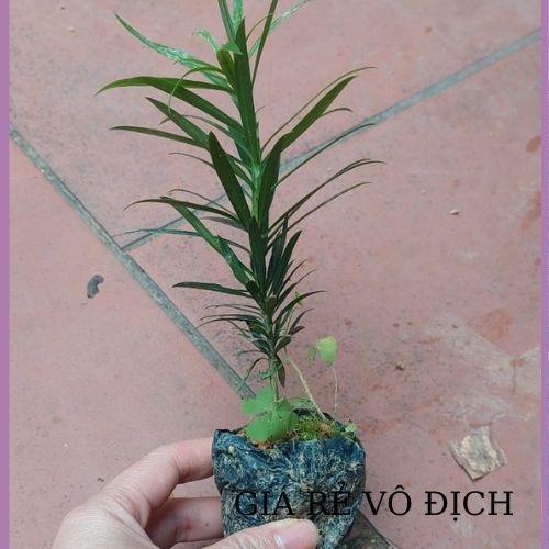 CÂY TÙNG LA HÁN GIỐNG TÙNG VẠN NIÊN CÂY CAO 10-15CM TẠO DÁNG BONSAI