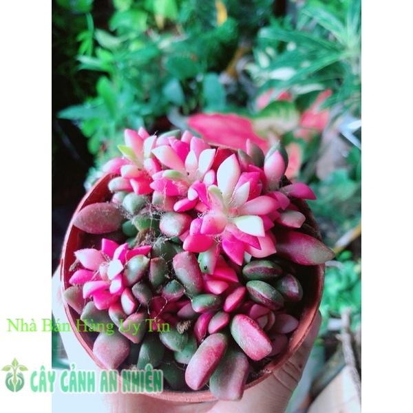 Sen Đá Thạch Đỏ