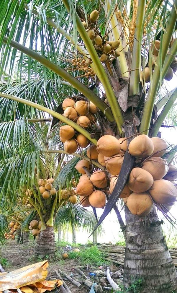CÂY DỪA LÙN ĐỎ - CAM KẾT GIỐNG CHUẨN - CÂY Y HÌNH
