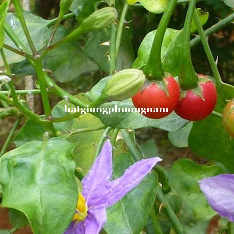 5H - HẠT GIỐNG CÀ GAI LEO