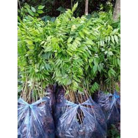 COMBO 2 BẦU CÂY GIỐNG CÂY SƯA ĐỎ