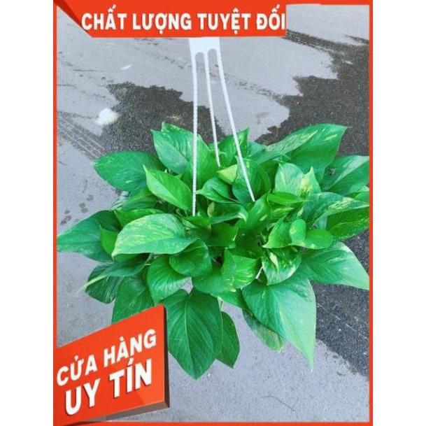Chậu Trầu Bà Thái Size Đại