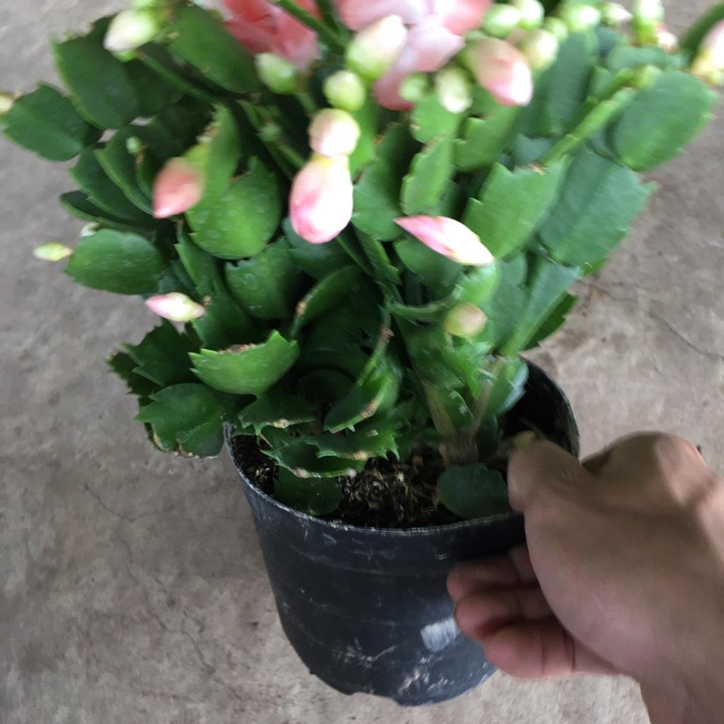 Cây LAN CÀNG CUA Để Bàn Siêu Nụ,Bụi Xum To Nhiều Nhánh