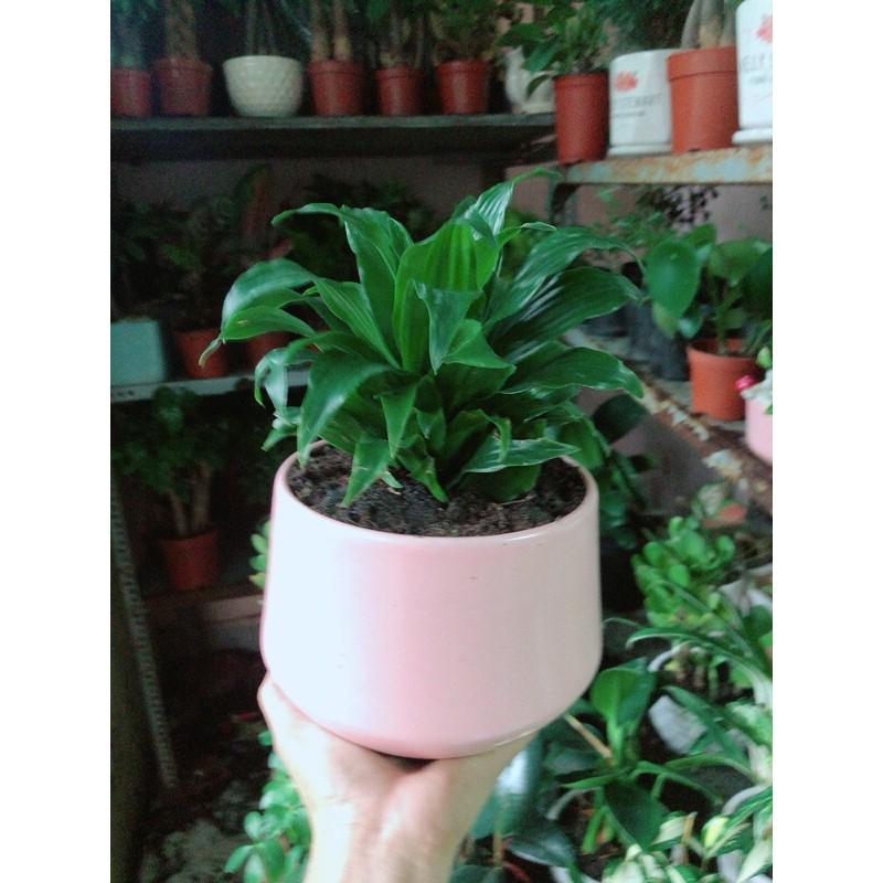 Chậu Cây Phát Tài Lá