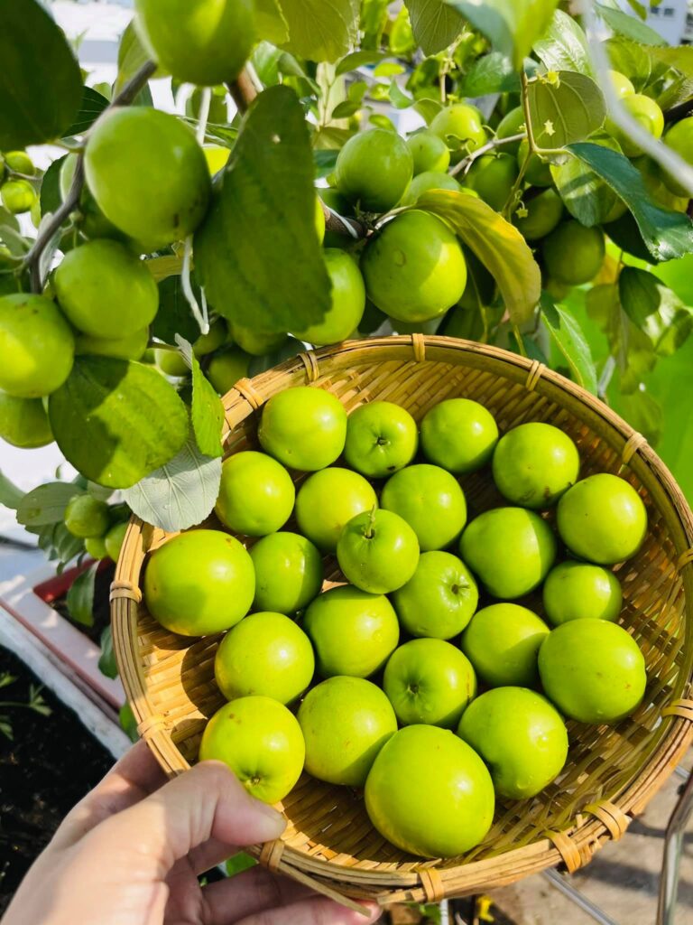Cây giống Táo Thái Xanh chùm trồng chậu️siêu trái️Trồng sân thượng ban công️Cây ghép chui cành