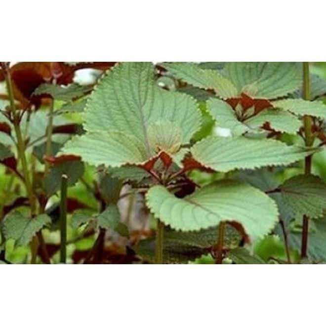 Hạt giống rau tía tô