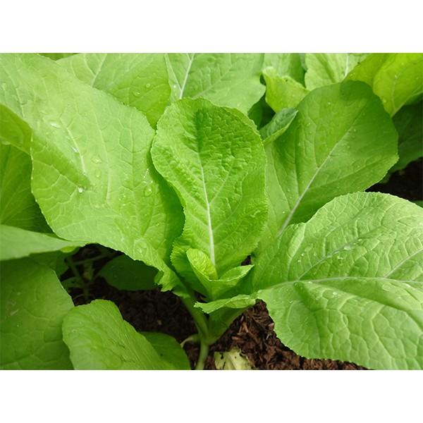 Hạt giống cải bẹ xanh mỡ