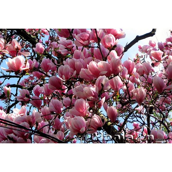 Hoa mộc lan siêu nụ siêu đẹp đủ màu