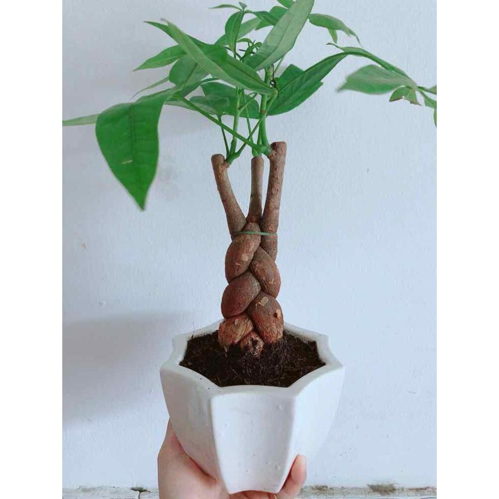 Chậu kim ngân Bán Chạy