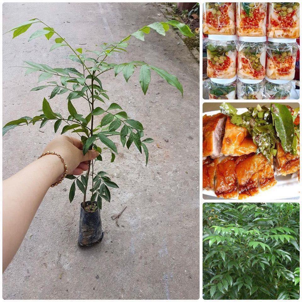 COMBO 2 Cây giống Mắc Mật như hình.