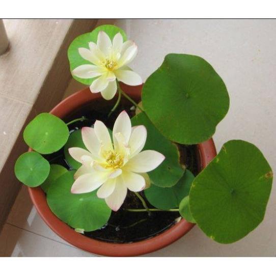 5 Hạt Giống Sen Mini Nhật 5 Màu Dễ Trồng