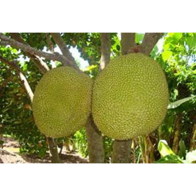 CÂY GIỐNG MÍT KHÔNG HẠT SIÊU NGỌT