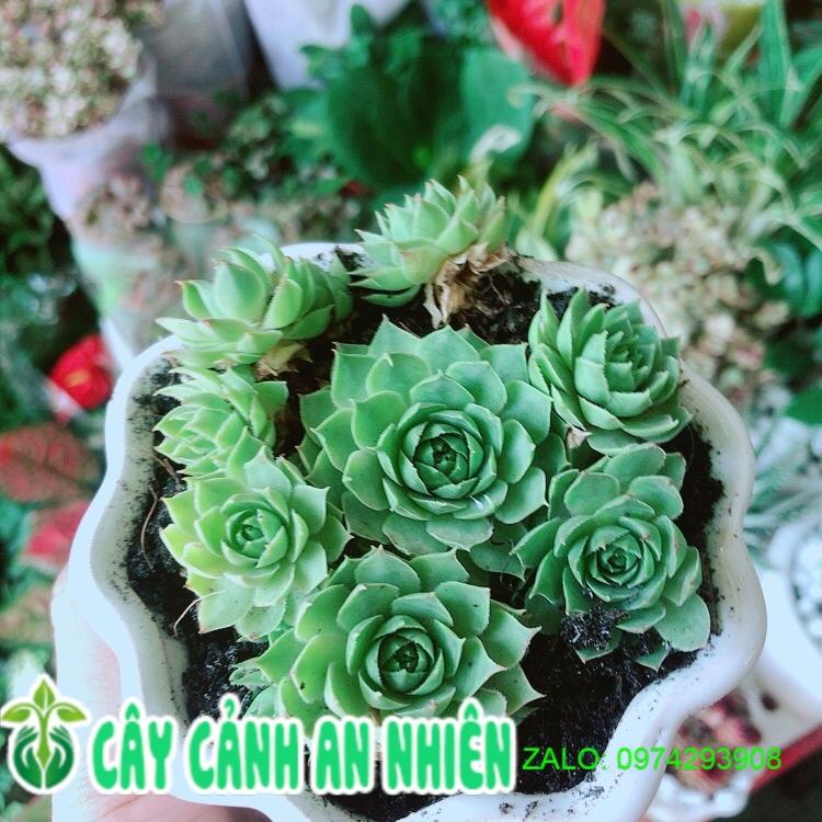 Chậu Sen Phật Bà Xanh
