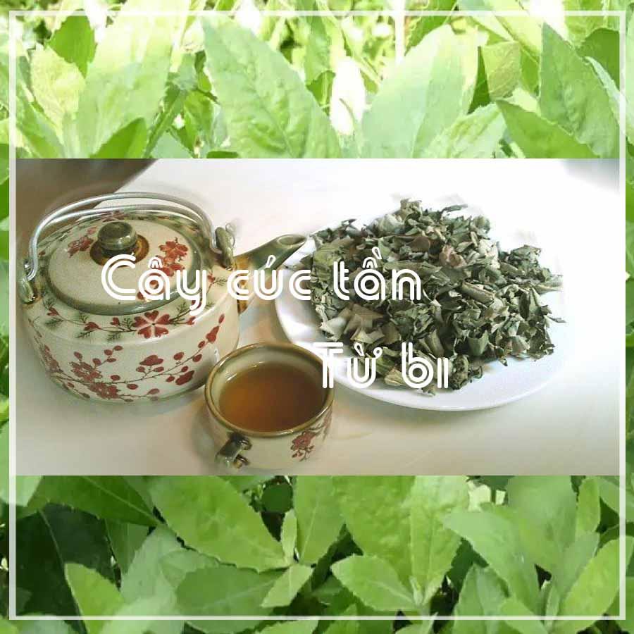 Cây Cúc Tần (Từ Bi, Đại Bi) khô gói 1kg