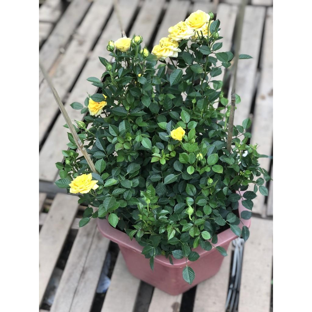 Chậu hồng siêu nụ gốc to hoa màu vàng