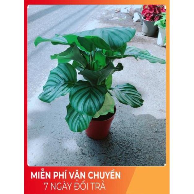 Đuôi Công Táo Xanh