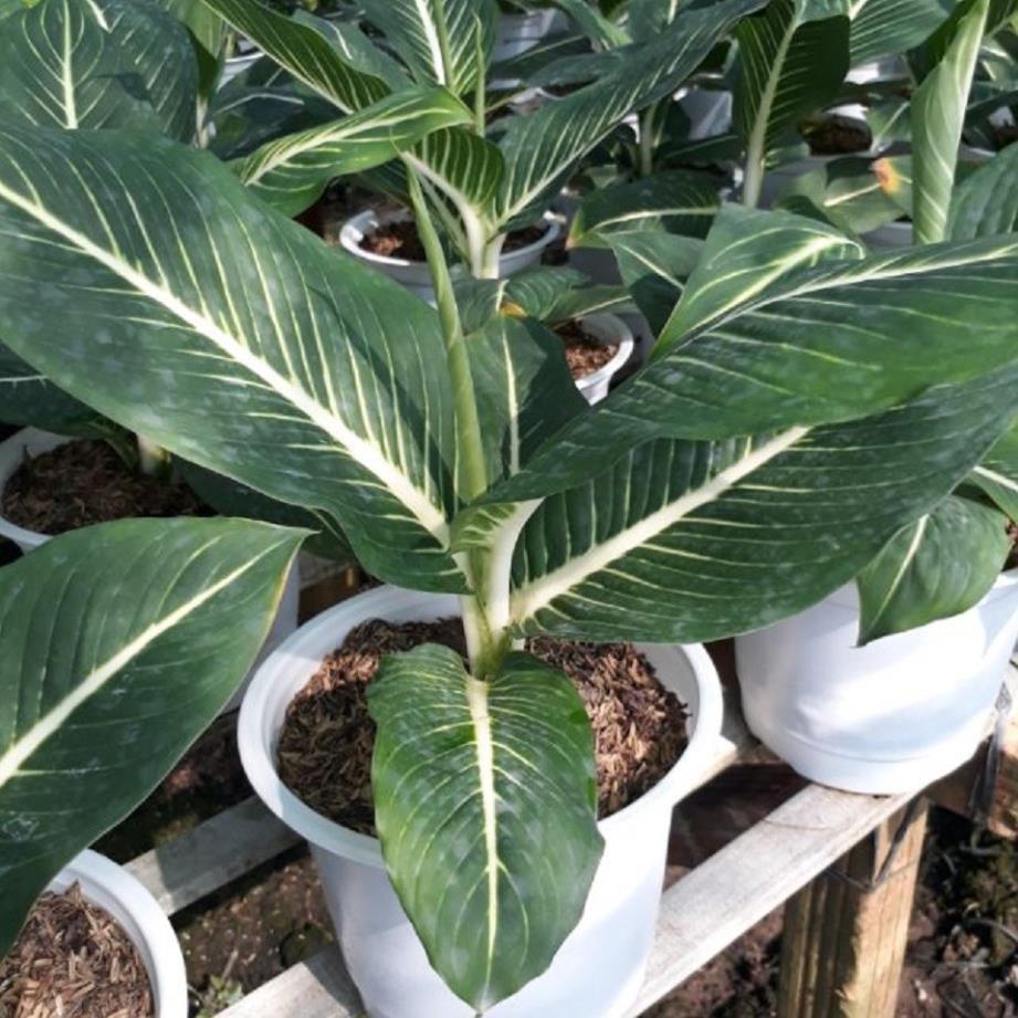 Cây Oai Hùng - CÂY Để Bàn mang lại tài lộc cho bạn