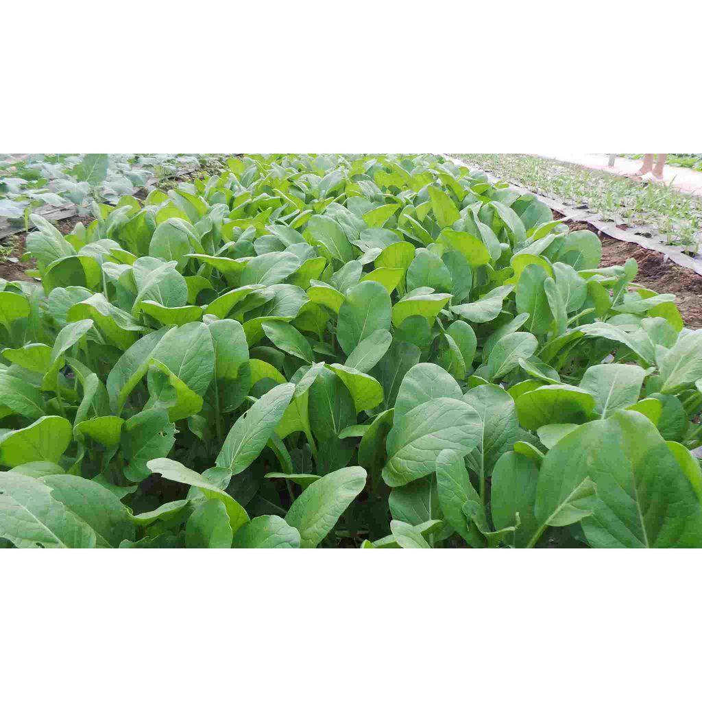 Hạt Giống Rau Cải Ngọt Loại Siêu Dễ Trồng & Dễ Thu Hoạch Tặng kèm Hướng Dẫn Trồng
