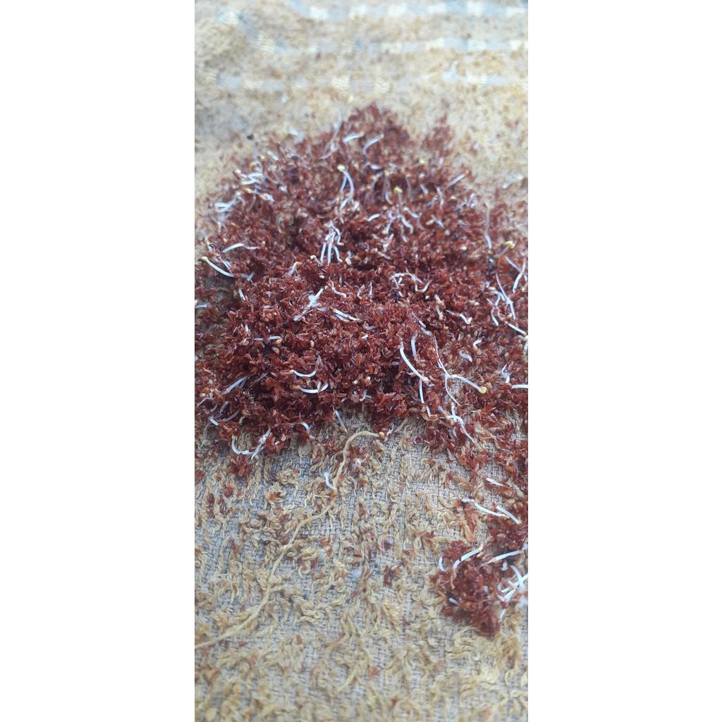 50 gram hạt giống bạch đàn trắng