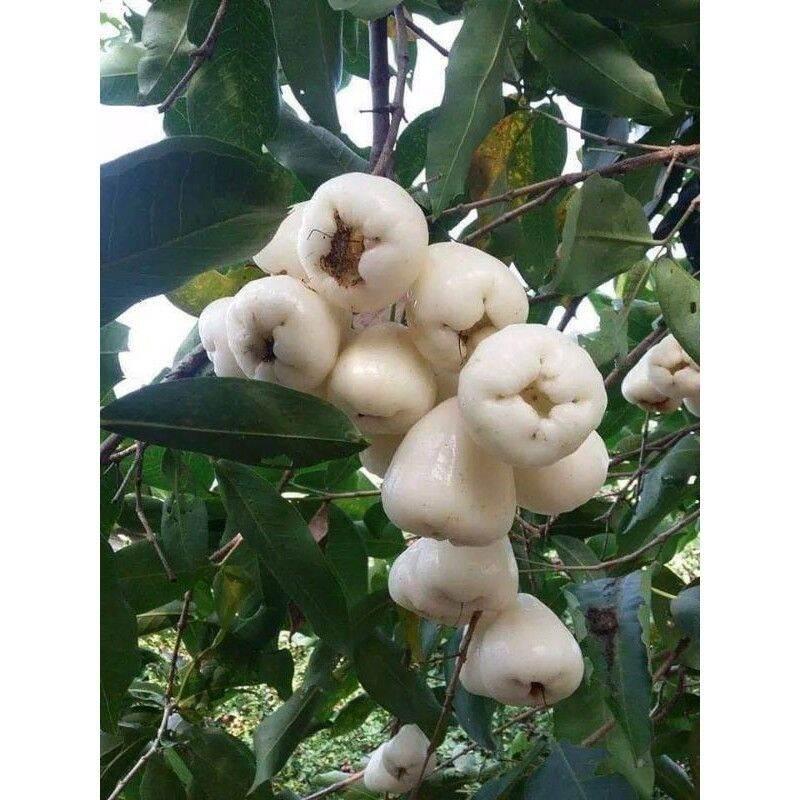 Cây giống Mận Trắng Sữa ra trái sớm