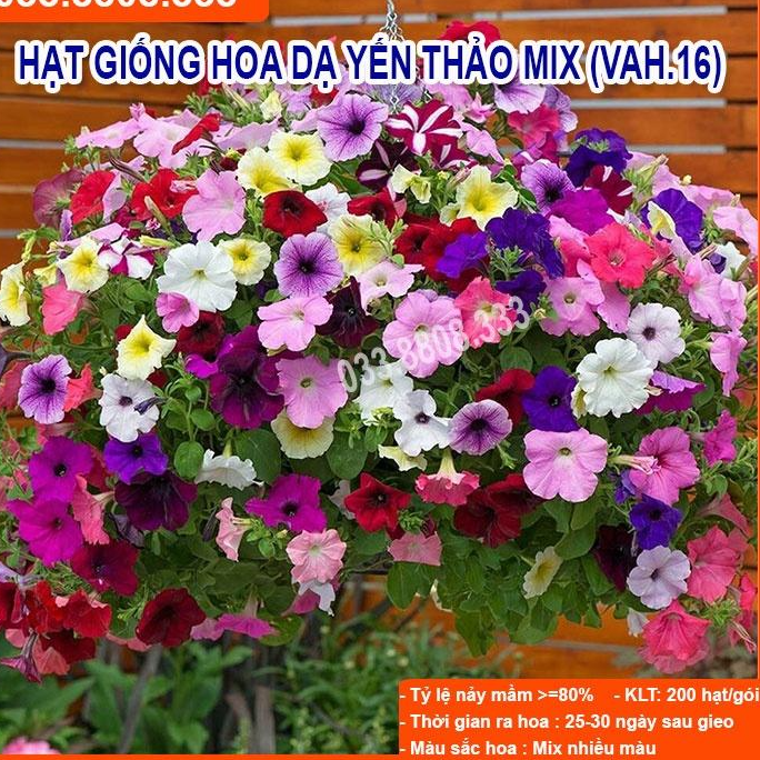 Hạt Giống Hoa Dạ Yến Thảo - Hoa Trồng Chậu Treo