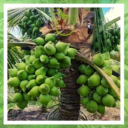 Cây Giống Dừa Xiêm Xanh Ruột Hồng