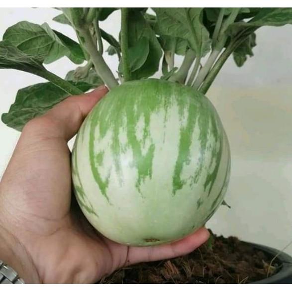 Hạt giống cà bát xanh 1gr cao sản