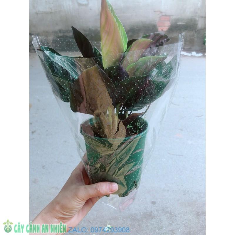 Đuôi Công Sọc