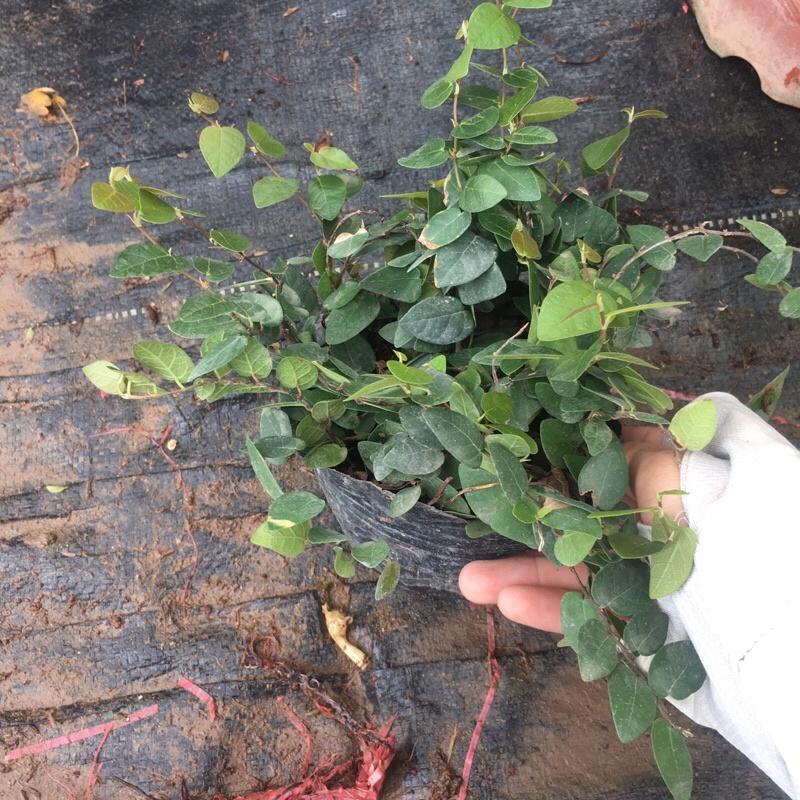 Cây vảy ốc nhiều ngọn xum xuê