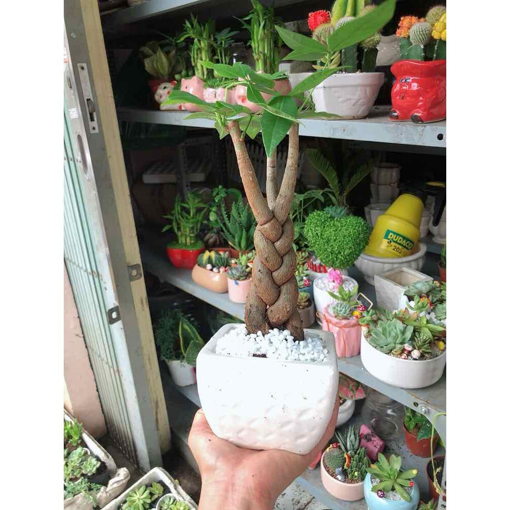Chậu kim ngân thắt bím 3 thân Bán Chạy
