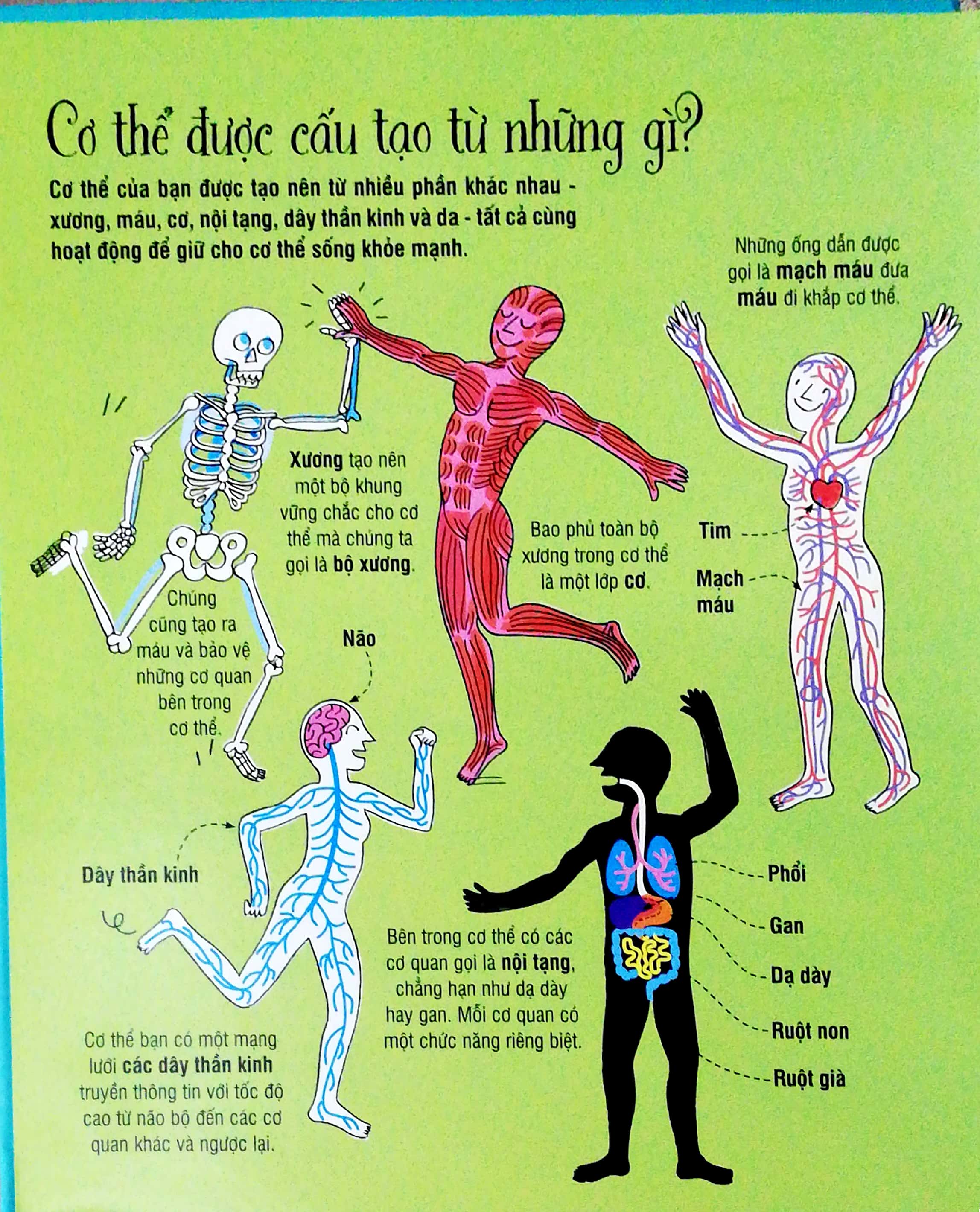 Cuốn sách khổng lồ về cơ thể người - Big Book of the body