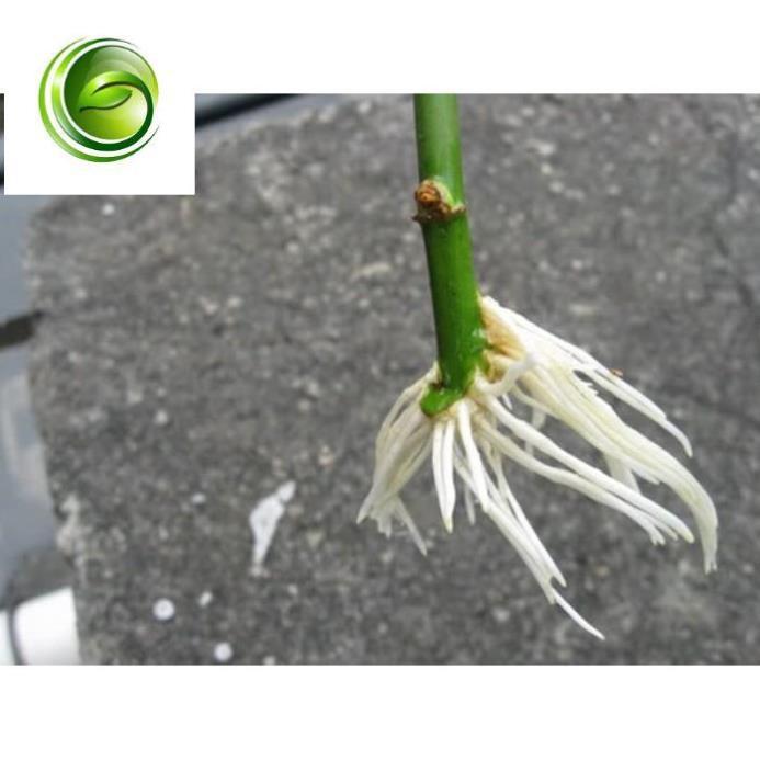 Thuốc kích rễ N3M 100g