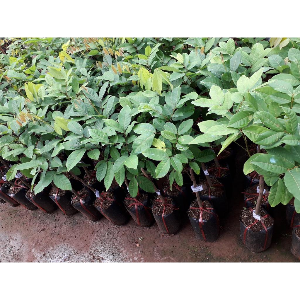 CÂY GIỐNG CHÔM CHÔM THÁI GHÉP