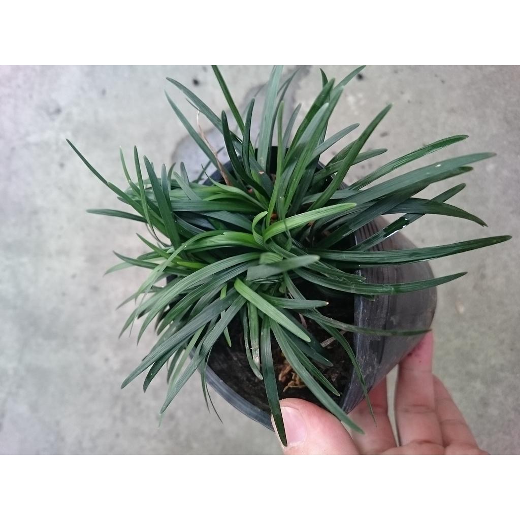 Cỏ gấu mỹ set hồ bán cạn , trồng ban công - cây cảnh để bàn