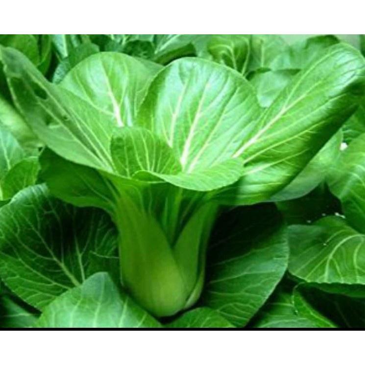 50gr Hạt Giống Cải Thìa - Cải Chíp Năng Suất Cao