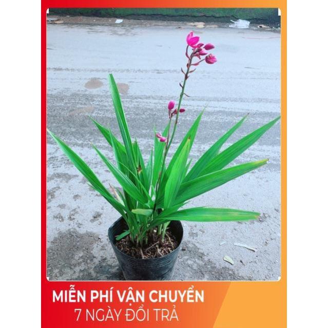 Cây Lan Đất Có Hoa Màu Tím